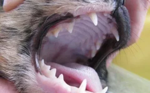 Onemocnění parodontu u psa a kočky